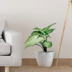 Syngonium Singonio deco home, AURA BOTANICA